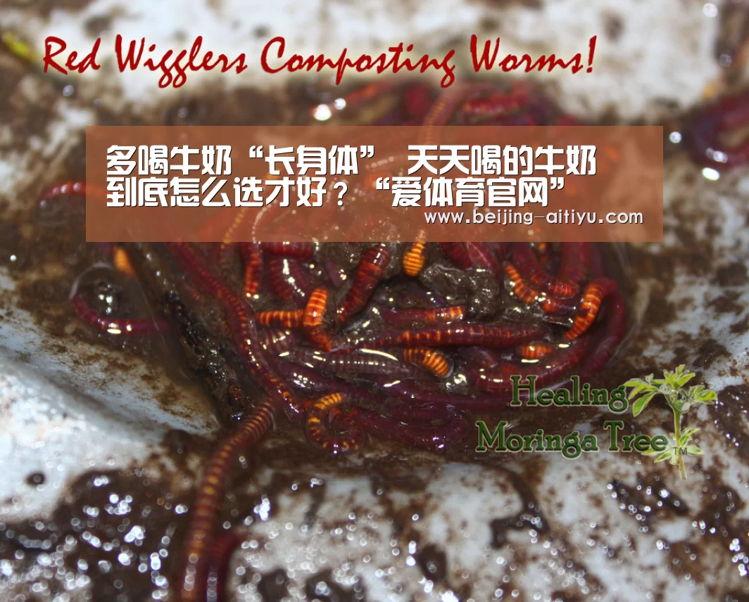 多喝牛奶“长身体” 天天喝的牛奶 到底怎么选才好?“爱体育官网”(图1) 爱体育