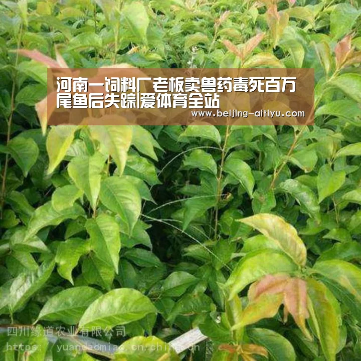 爱体育